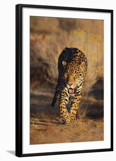 Jaguar-DLILLC-Framed Photographic Print