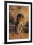 Jaguar-DLILLC-Framed Photographic Print