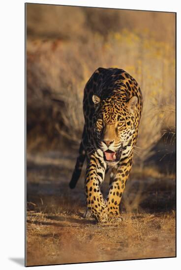 Jaguar-DLILLC-Mounted Photographic Print