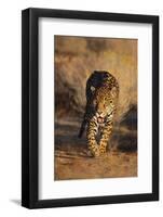 Jaguar-DLILLC-Framed Photographic Print