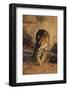 Jaguar-DLILLC-Framed Photographic Print