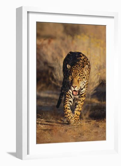 Jaguar-DLILLC-Framed Photographic Print