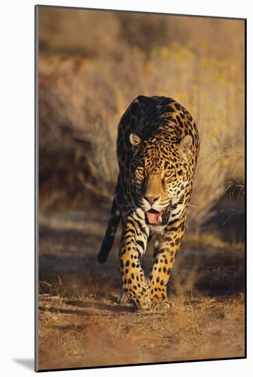 Jaguar-DLILLC-Mounted Photographic Print