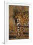 Jaguar-DLILLC-Framed Photographic Print