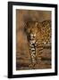 Jaguar-DLILLC-Framed Photographic Print