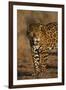 Jaguar-DLILLC-Framed Photographic Print