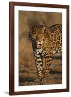 Jaguar-DLILLC-Framed Photographic Print