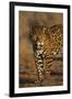 Jaguar-DLILLC-Framed Photographic Print