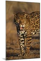 Jaguar-DLILLC-Mounted Photographic Print