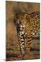 Jaguar-DLILLC-Mounted Photographic Print