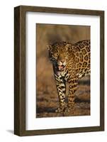 Jaguar-DLILLC-Framed Photographic Print