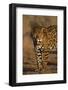 Jaguar-DLILLC-Framed Photographic Print