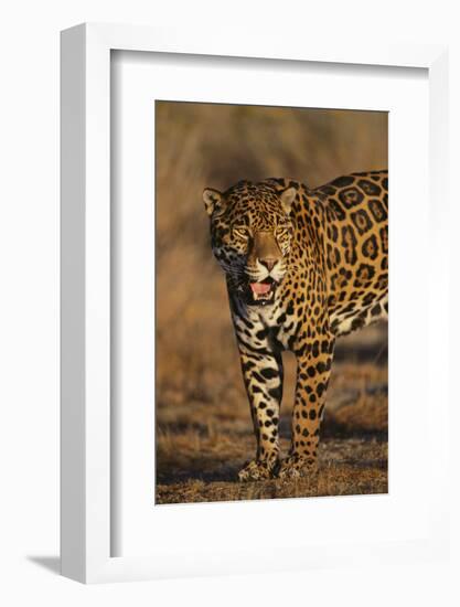 Jaguar-DLILLC-Framed Photographic Print