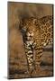 Jaguar-DLILLC-Mounted Photographic Print