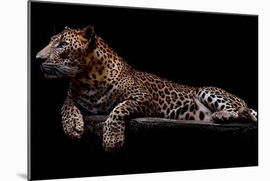 Jaguar-yulius handoko-Mounted Photographic Print