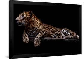 Jaguar-yulius handoko-Framed Photographic Print