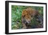 Jaguar-null-Framed Photographic Print