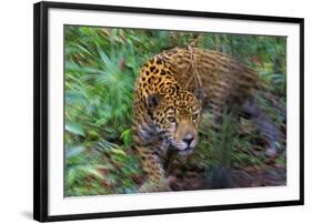 Jaguar-null-Framed Photographic Print