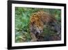 Jaguar-null-Framed Photographic Print