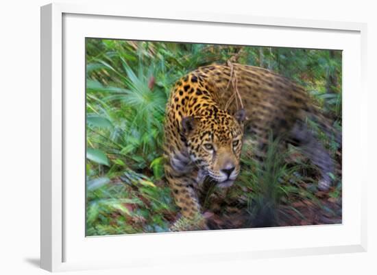 Jaguar-null-Framed Photographic Print