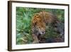 Jaguar-null-Framed Photographic Print