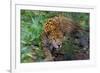 Jaguar-null-Framed Photographic Print