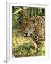 Jaguar-null-Framed Photographic Print