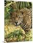 Jaguar-null-Mounted Photographic Print