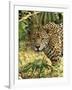 Jaguar-null-Framed Photographic Print