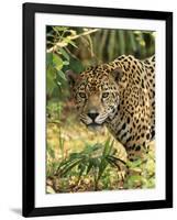 Jaguar-null-Framed Photographic Print