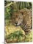 Jaguar-null-Mounted Photographic Print