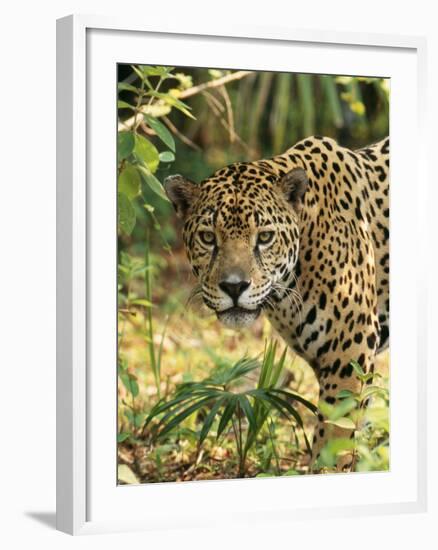 Jaguar-null-Framed Photographic Print