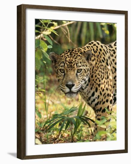 Jaguar-null-Framed Photographic Print