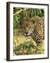 Jaguar-null-Framed Photographic Print