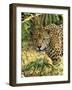 Jaguar-null-Framed Photographic Print