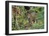 Jaguar-null-Framed Photographic Print