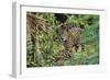 Jaguar-null-Framed Photographic Print