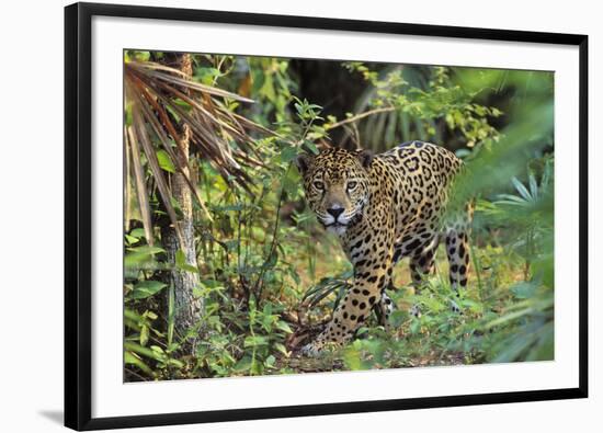 Jaguar-null-Framed Photographic Print