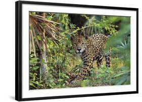 Jaguar-null-Framed Photographic Print