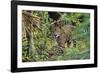 Jaguar-null-Framed Photographic Print