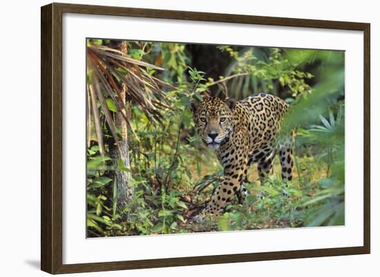 Jaguar-null-Framed Photographic Print