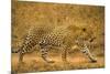 Jaguar-null-Mounted Photographic Print