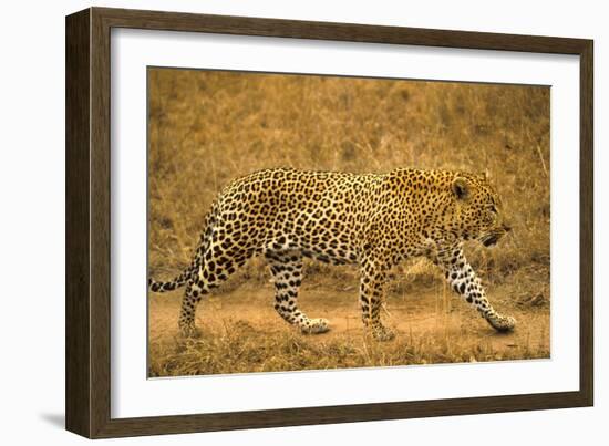 Jaguar-null-Framed Photographic Print