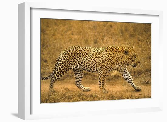 Jaguar-null-Framed Photographic Print