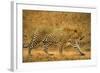 Jaguar-null-Framed Photographic Print