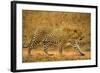 Jaguar-null-Framed Photographic Print