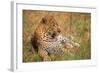 Jaguar-null-Framed Photographic Print