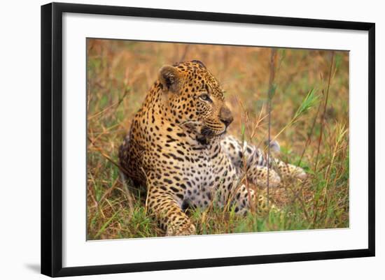 Jaguar-null-Framed Photographic Print