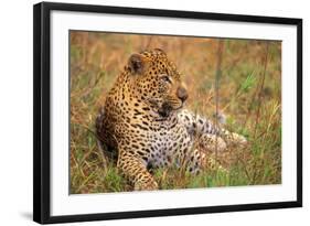 Jaguar-null-Framed Photographic Print