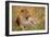 Jaguar-null-Framed Photographic Print